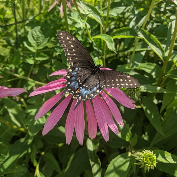 ♥️ - Picture 4 of 14